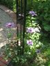 Clematis