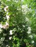Verschiedene Rosen wachsen ineinander