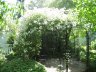 Rosenpracht
