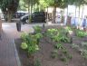 Garten 2 Monate nach der Umgestaltung