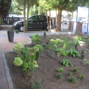 Garten 2 Monate nach der Umgestaltung