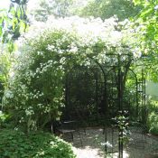 Rosenpracht