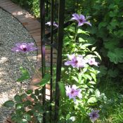 Clematis
