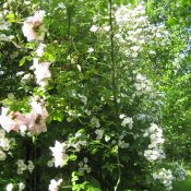 Verschiedene Rosen wachsen ineinander