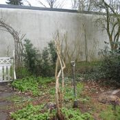 Heruntergeschnittene Ramblerrose